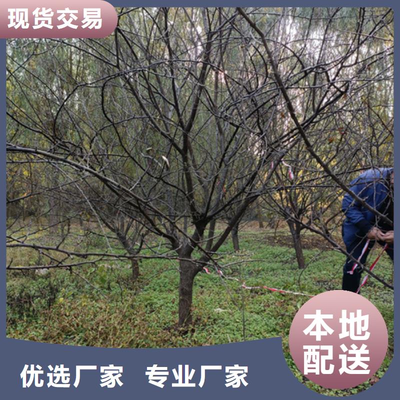 速生法桐生产厂家