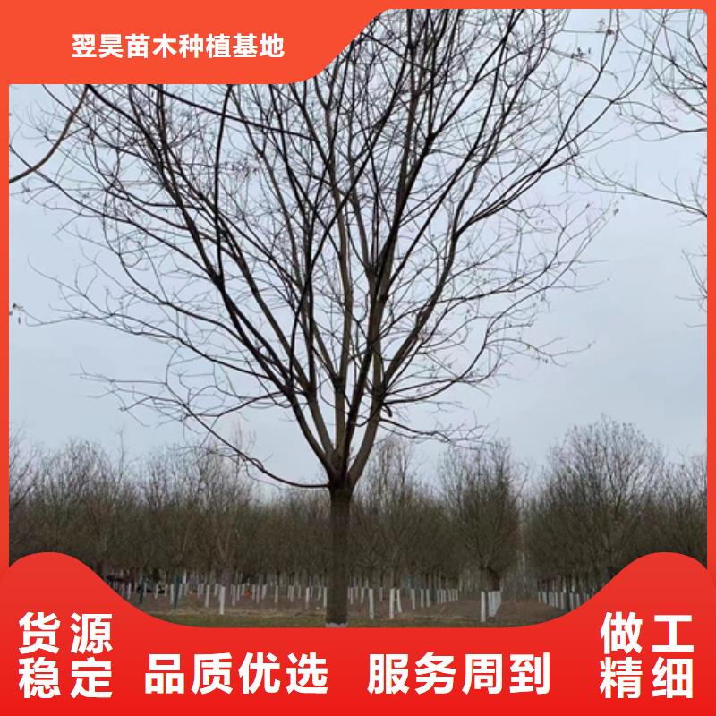 法桐五角枫厂家技术完善