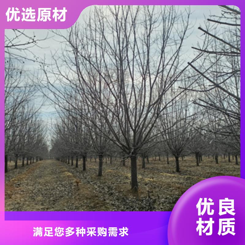 法桐金叶复叶槭经验丰富品质可靠