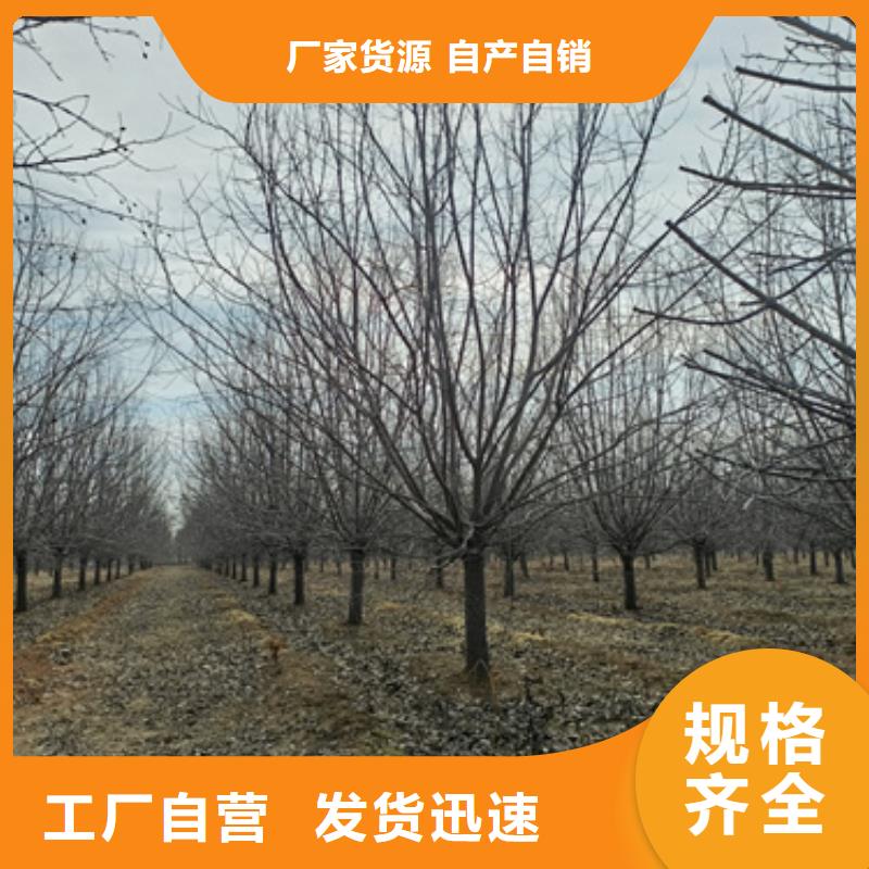 法桐黄金槐安装简单