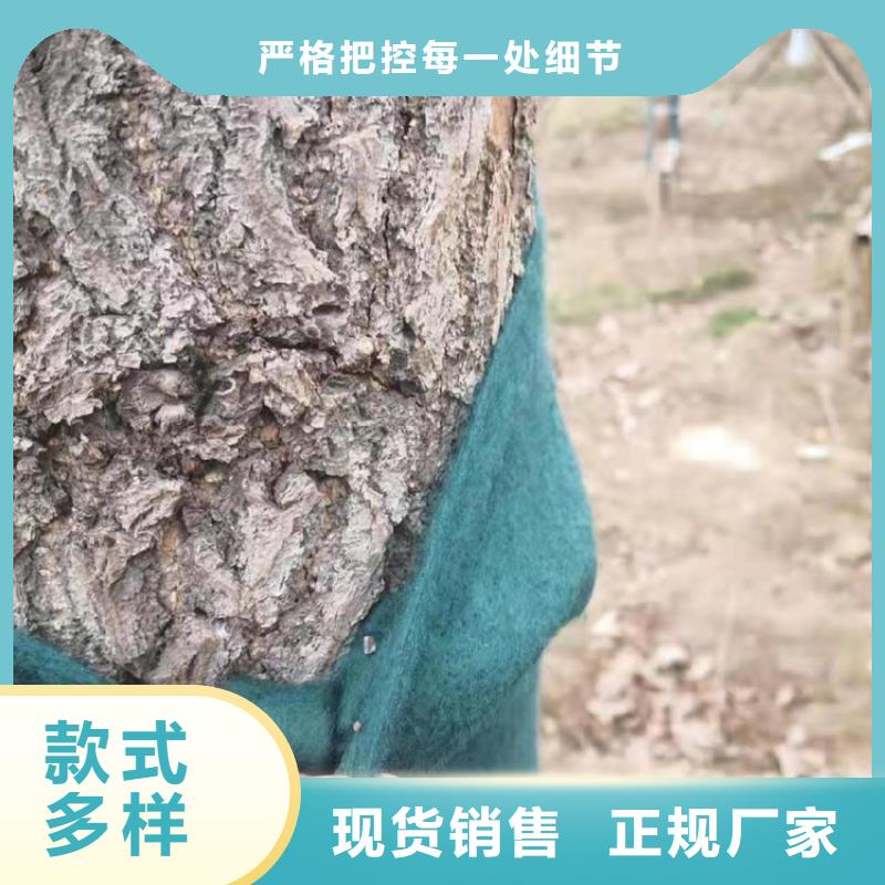 裹树布防渗膜货品齐全