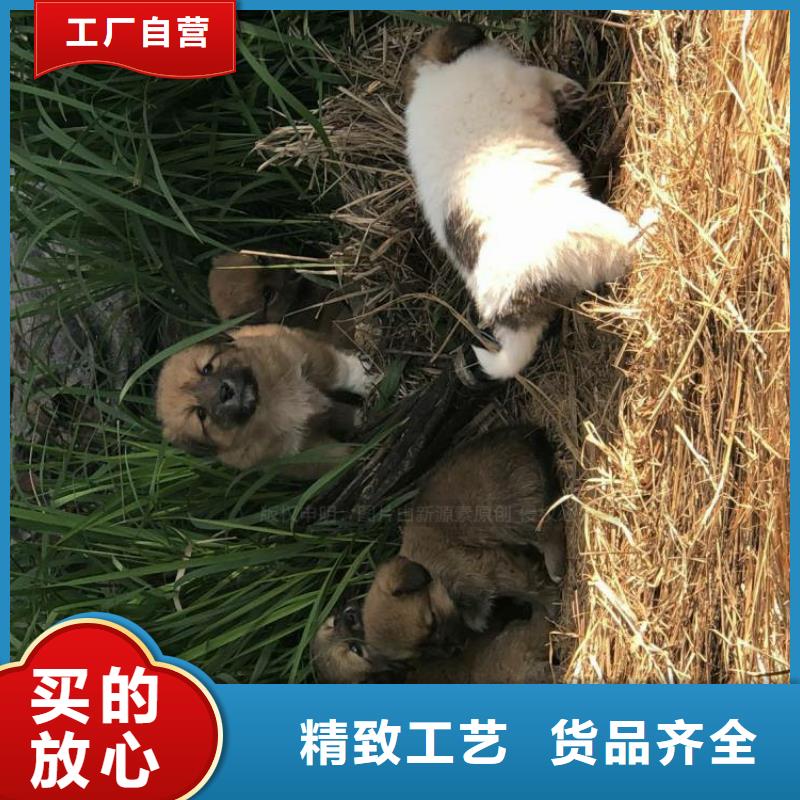 无醇燃料生物植物油燃料现货批发