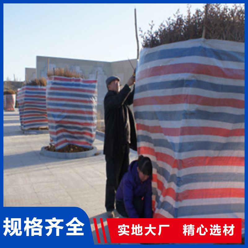 彩条布,防雨布拒绝中间商