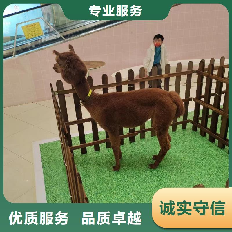 马戏团/羊驼水族海洋展欢迎合作