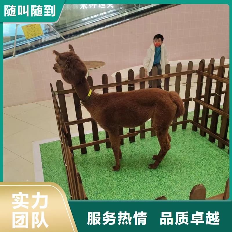 马戏团/羊驼,海狮表演出租随叫随到