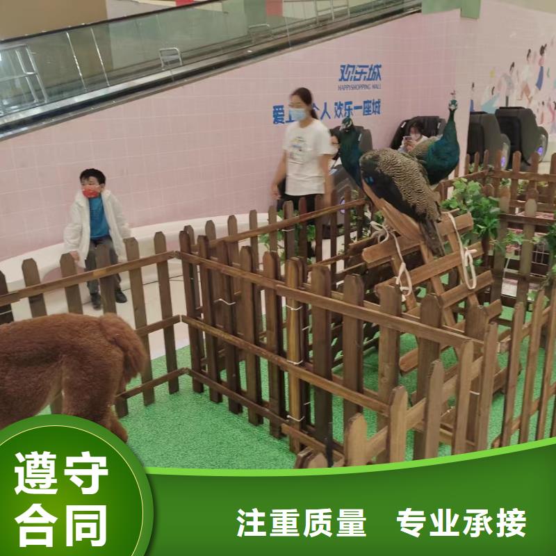 马戏团/羊驼环球飞车表演出租价格低于同行