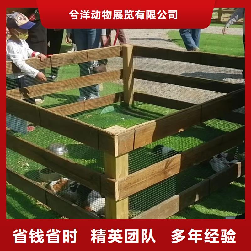 马戏团/羊驼,海狮表演出租随叫随到
