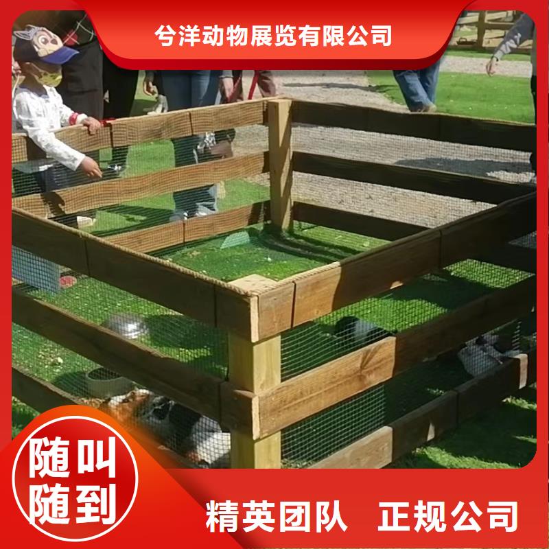【马戏团/羊驼】 海洋展租赁匠心品质