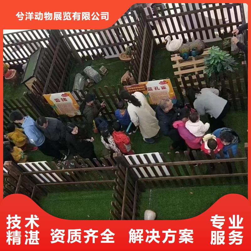 马戏团/羊驼环球飞车表演出租欢迎合作