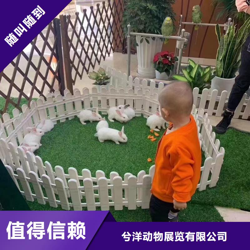 马戏团/羊驼-美人鱼表演精英团队
