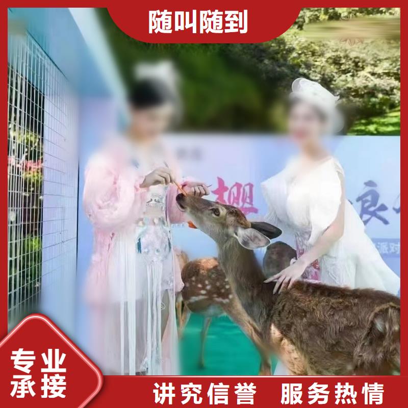 马戏团/羊驼动物表演多年经验