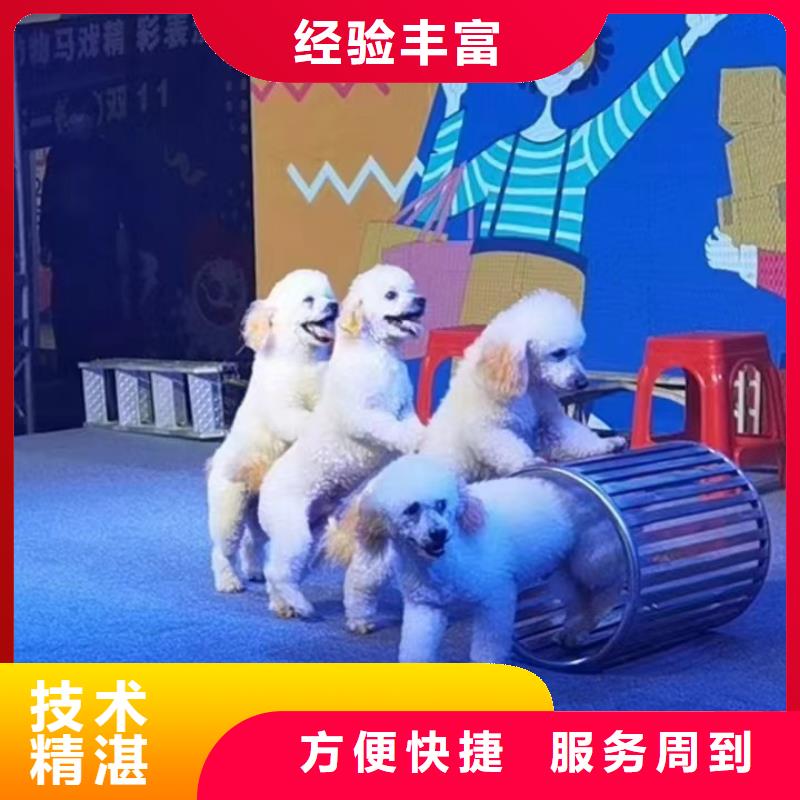 马戏团/羊驼,出租马戏团表演注重质量
