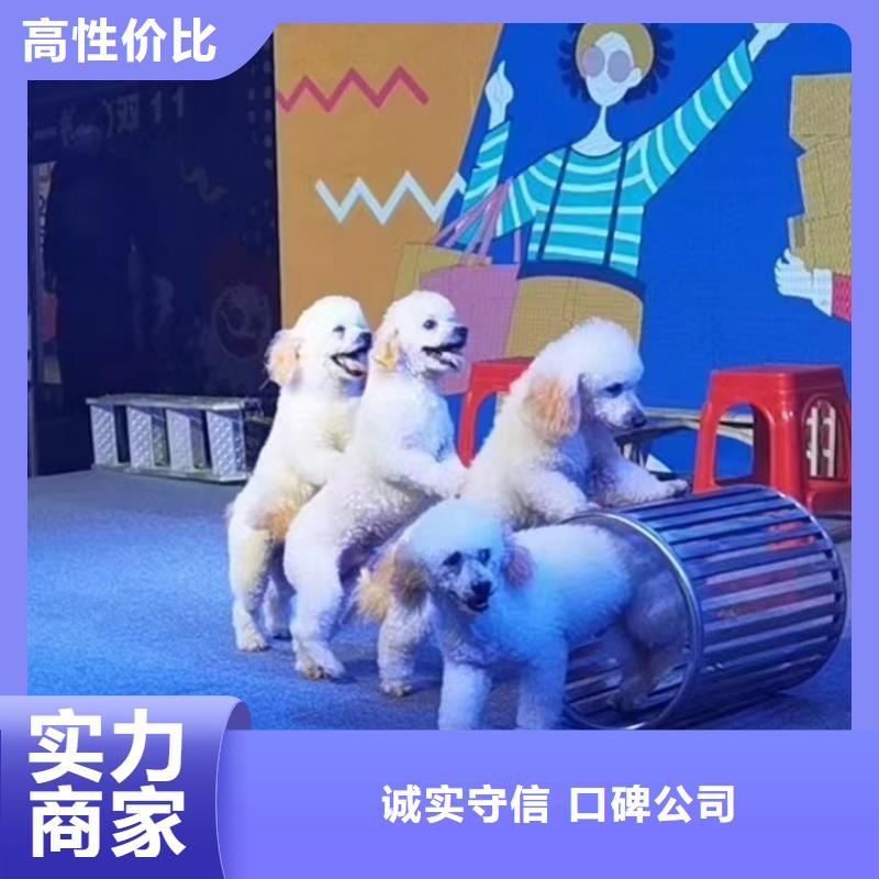 马戏团/羊驼企鹅租赁正规