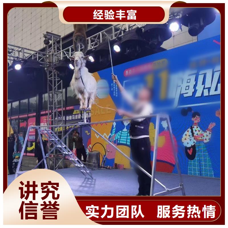 马戏团/羊驼环球飞车表演出租欢迎合作