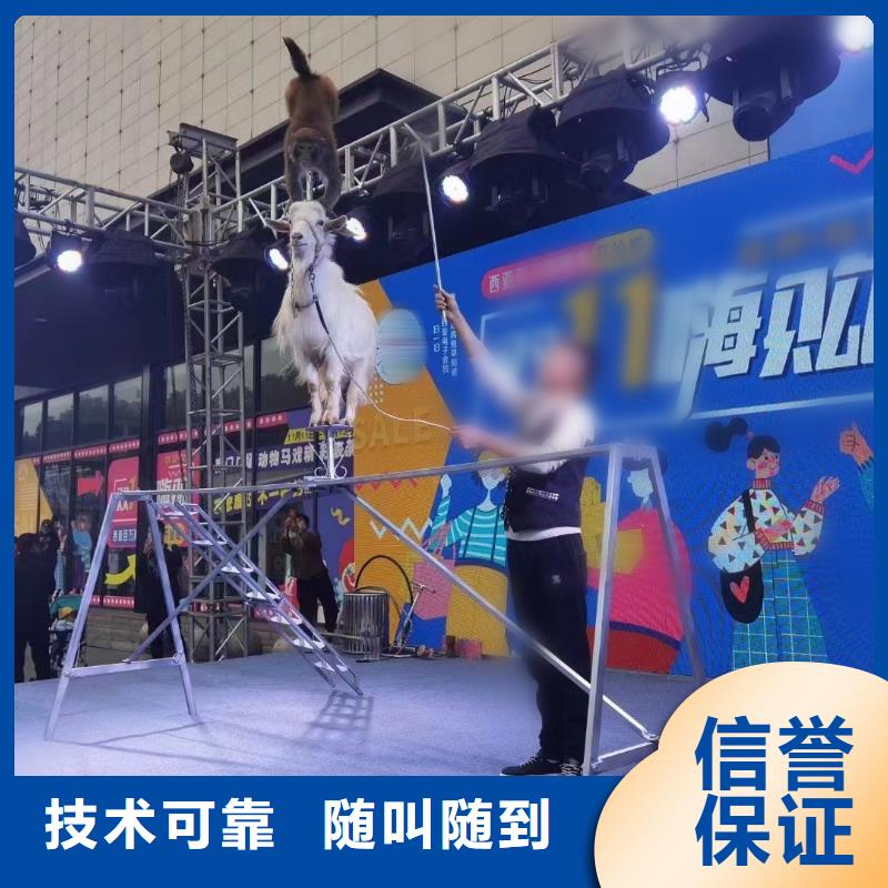 马戏团/羊驼-观赏性羊驼租赁比同行便宜