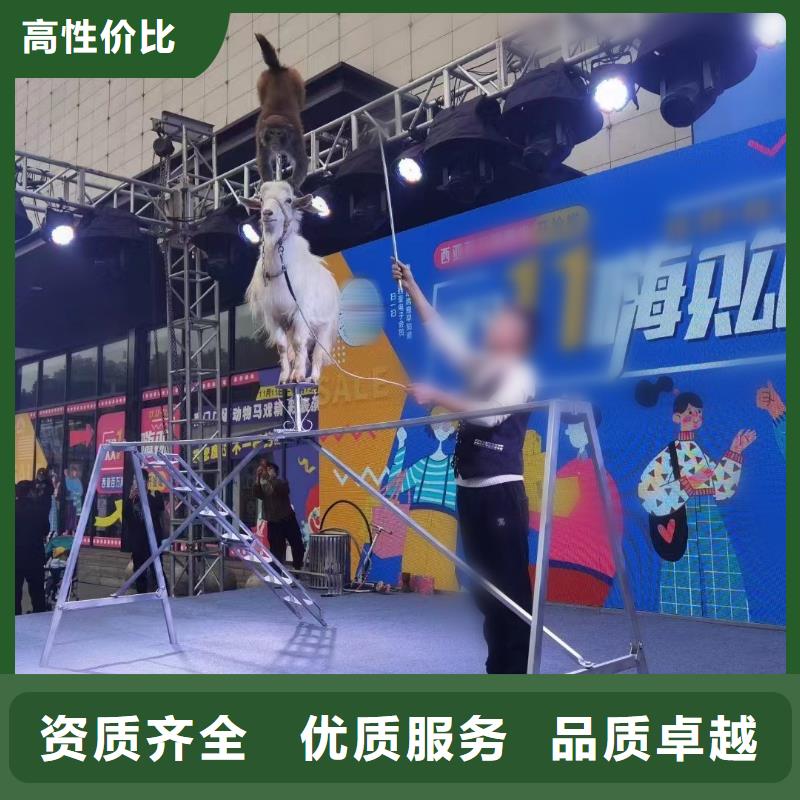 马戏团/羊驼租赁美人鱼表演行业口碑好