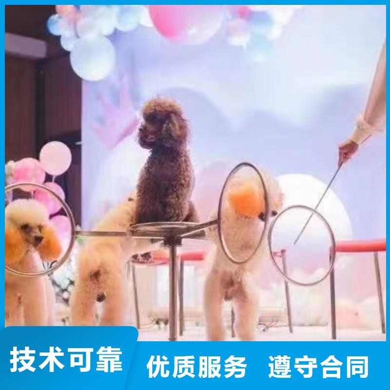 马戏团/羊驼 【海狮表演】价格透明