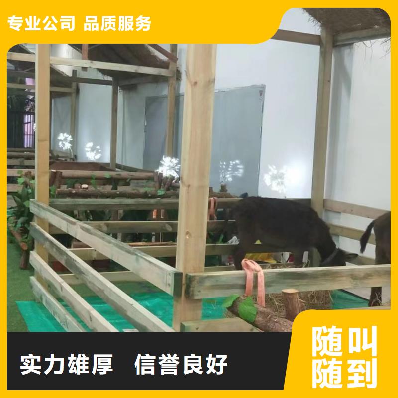 马戏团/羊驼马戏团表演一站式服务