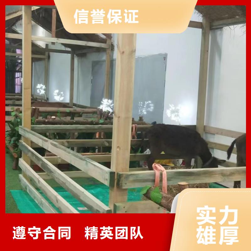 马戏团/羊驼动物杂技表演租赁值得信赖