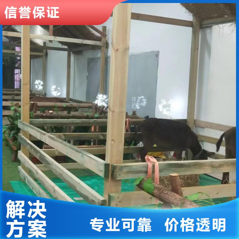 马戏团/羊驼_动物展览秀精英团队