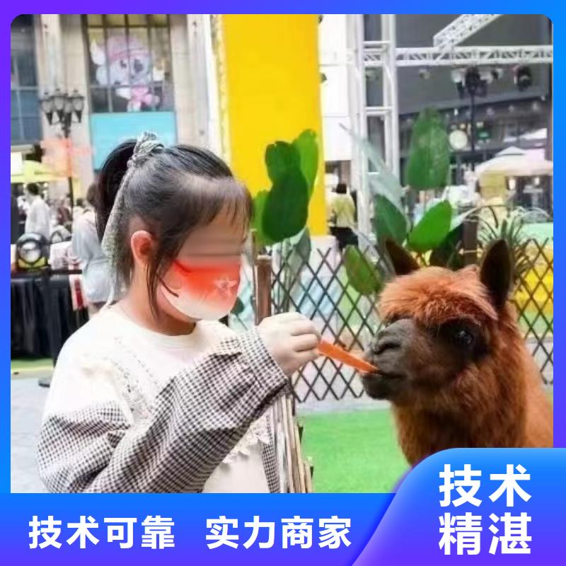 马戏团/羊驼 环球飞车表演出租快捷