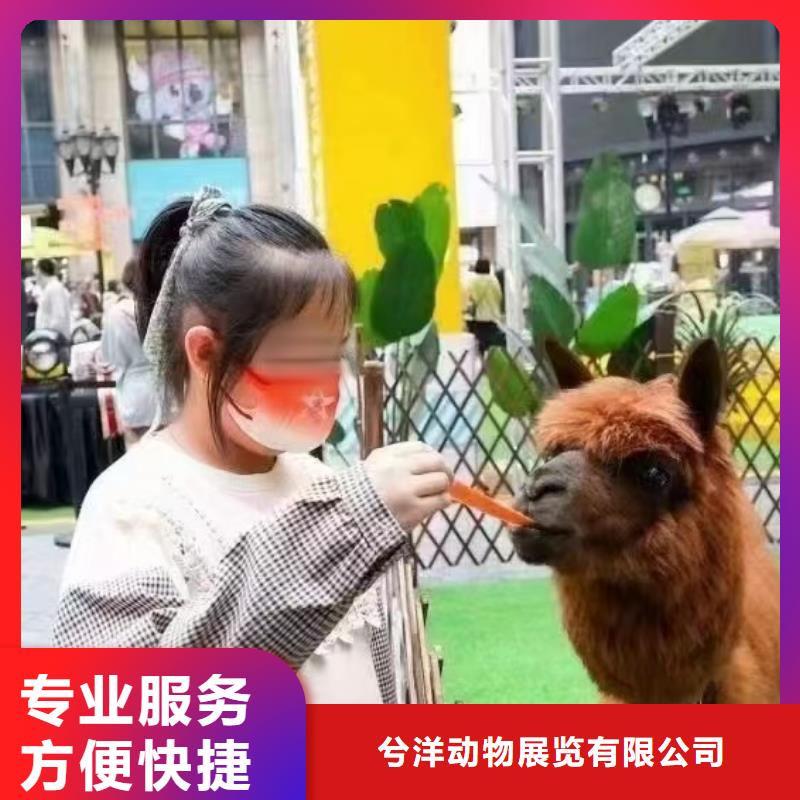 马戏团/羊驼海狮表演出租放心