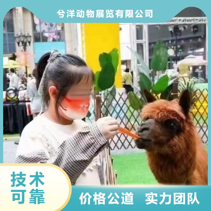 马戏团/羊驼【海狮表演】齐全