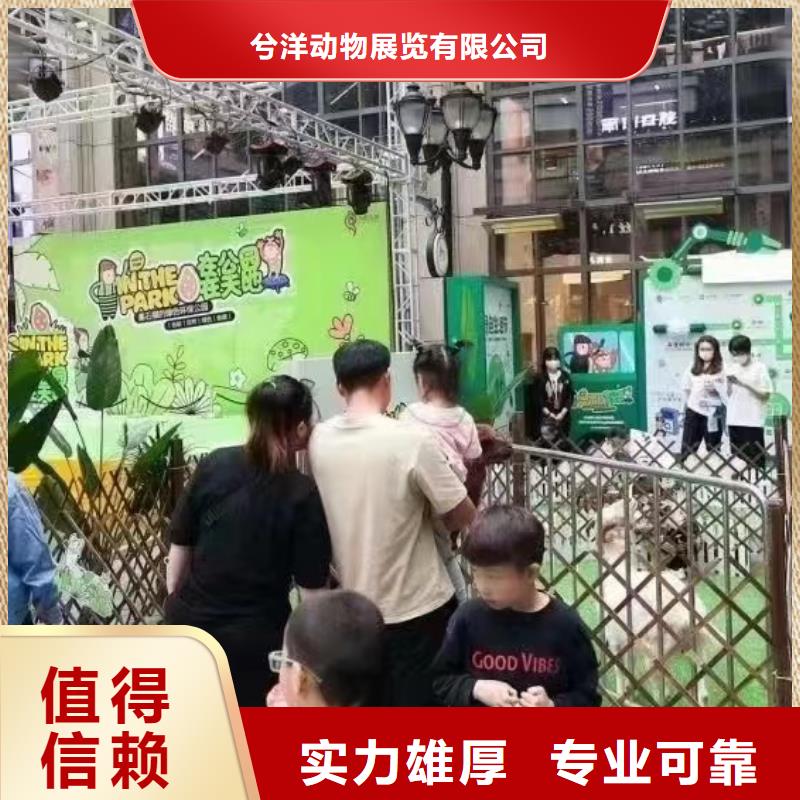 马戏团/羊驼,出租表演羊驼效果满意为止