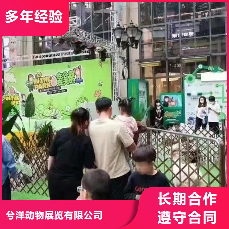 马戏团/羊驼动物杂技表演租赁值得信赖