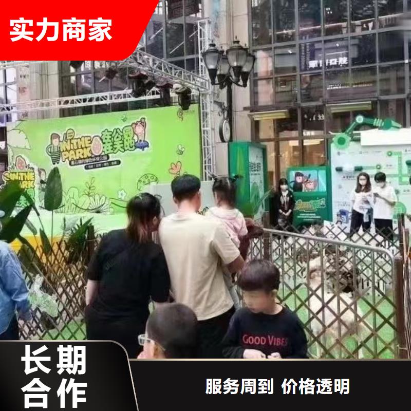【马戏团/羊驼】海狮表演出租专业|出租羊驼-兮洋动物展览(乐山市分公司)