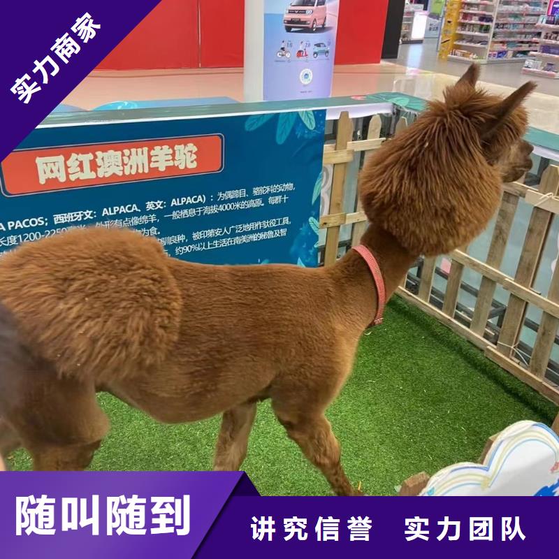 马戏团/羊驼海狮表演出租一站搞定