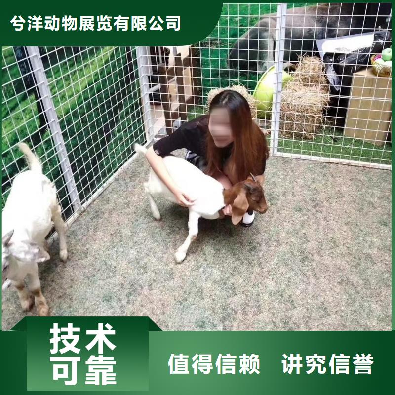 马戏团/羊驼小香猪宠物出租质优价廉