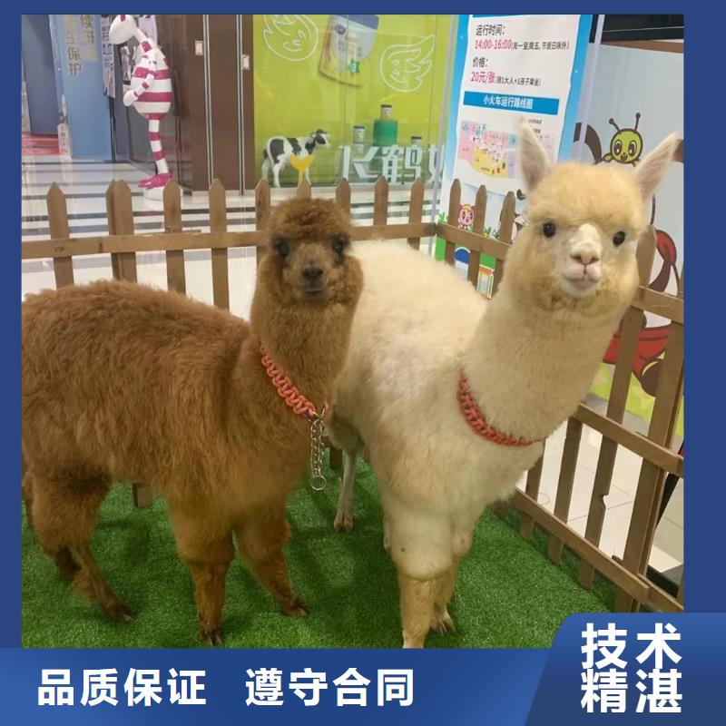 马戏团/羊驼,海狮表演出租随叫随到