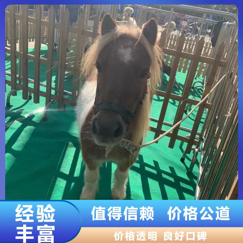 马戏团/羊驼 马戏团表演出租租赁资质齐全