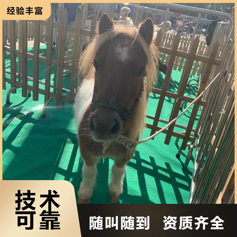 马戏团/羊驼萌宠动物展出租品质服务