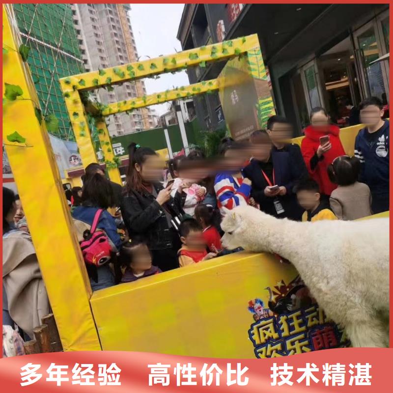 马戏团/羊驼【企鹅表演出租】拒绝虚高价
