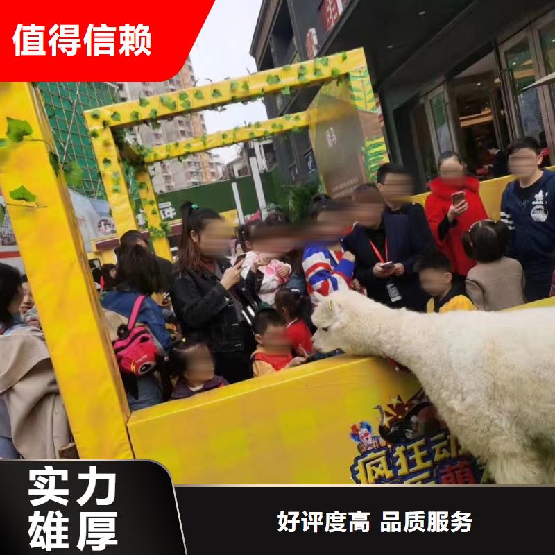 马戏团/羊驼【海狮租赁表演】从业经验丰富