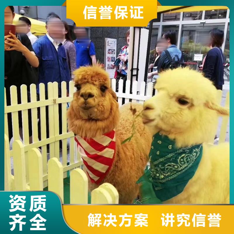 马戏团/羊驼 景区杂技表演品质优