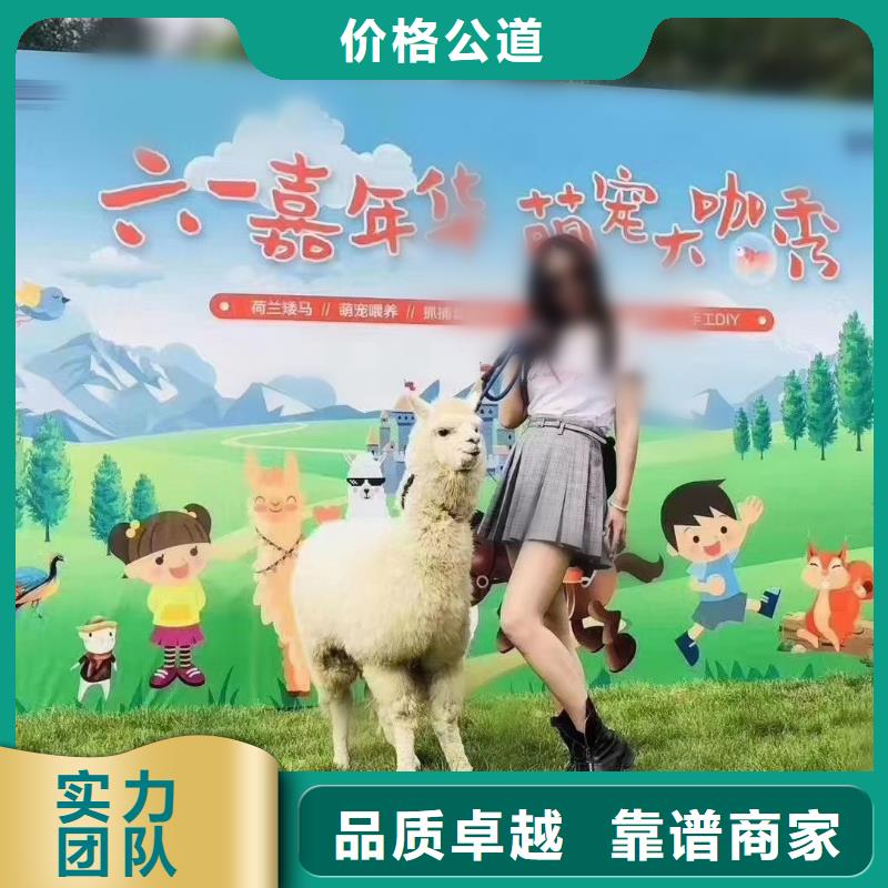 马戏团/羊驼,出租表演企鹅好评度高