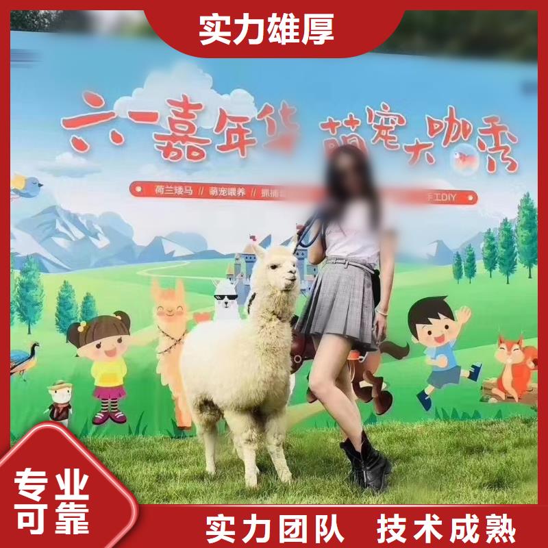 马戏团/羊驼小香猪宠物出租质优价廉