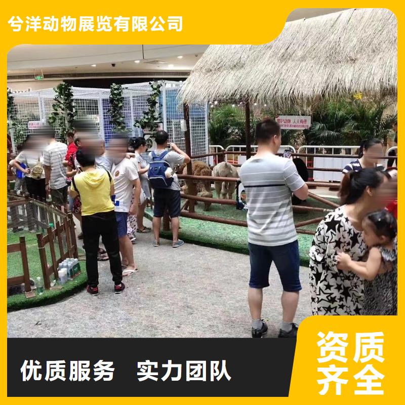 马戏团/羊驼_海豚表演省钱省时