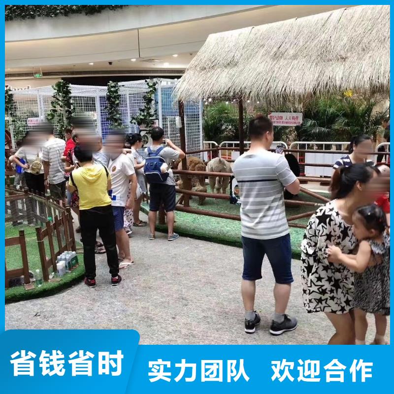 马戏团/羊驼【海狮表演】欢迎合作