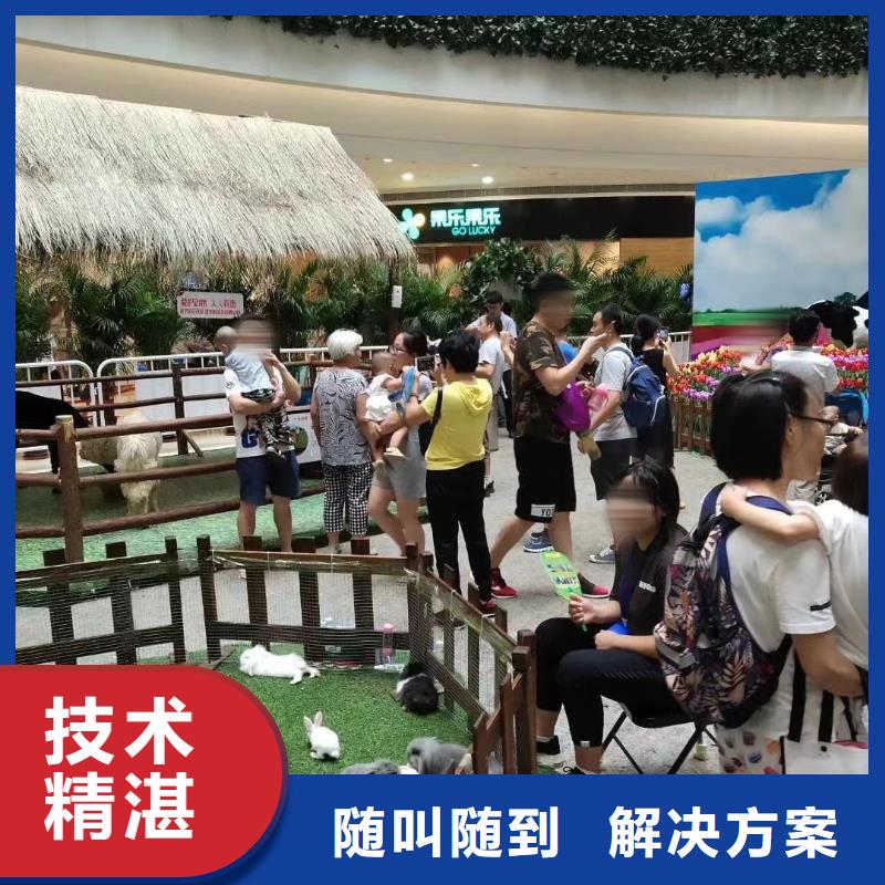 马戏团/羊驼-观赏性羊驼租赁比同行便宜