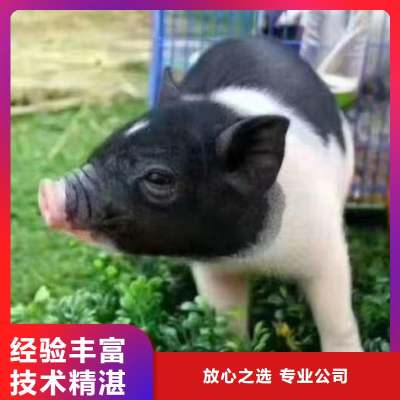 专业品质 高品质【马戏团/羊驼】-美人鱼表演价格低于同行_兮洋