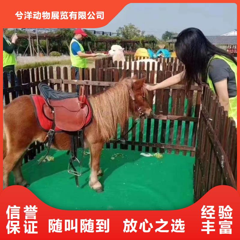 【马戏团/羊驼小马戏表演出租品质保证】