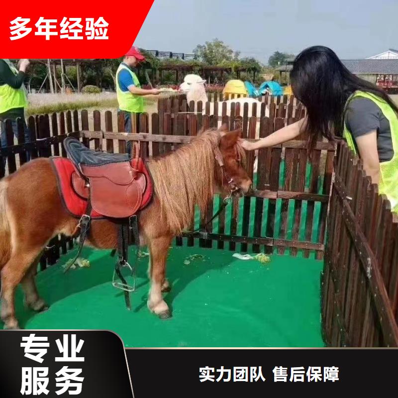 【马戏团/羊驼】企鹅出租高性价比