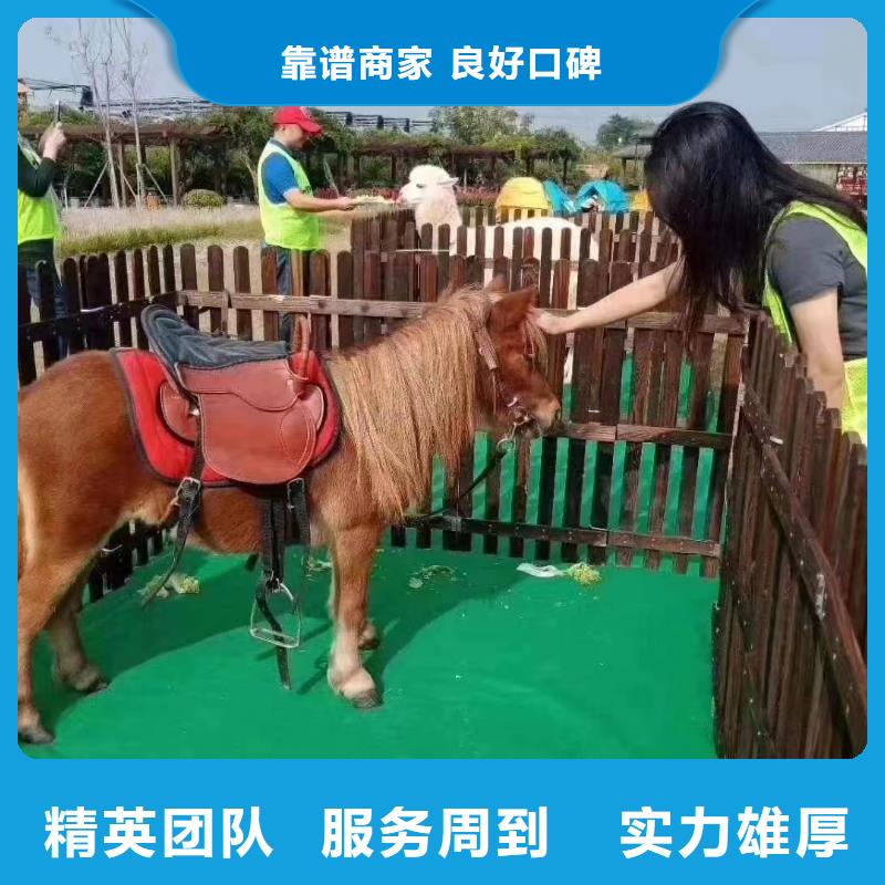 马戏团/羊驼 出租动物表演高性价比