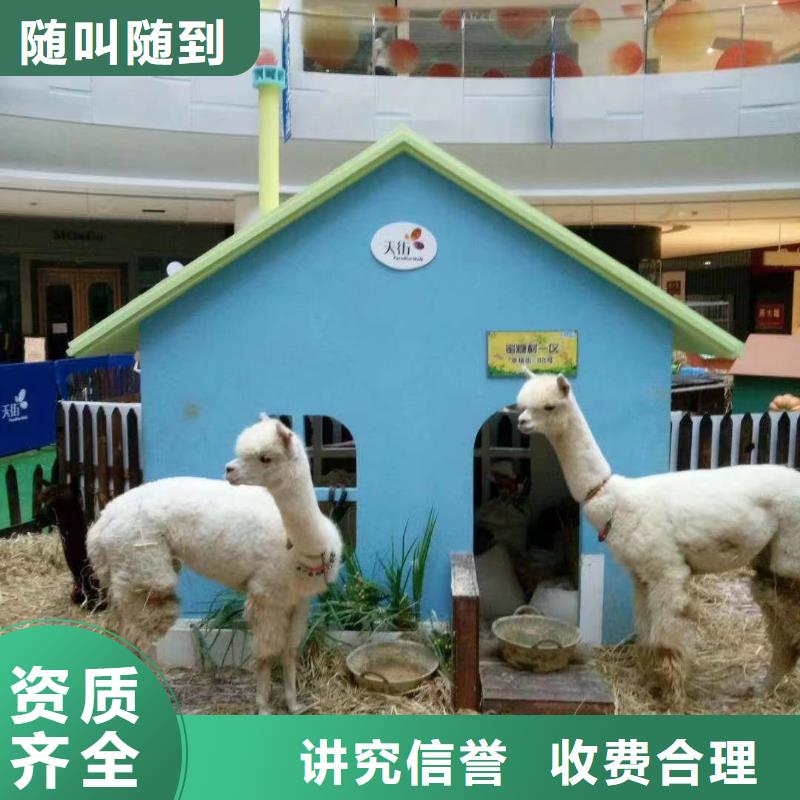 马戏团/羊驼,出租表演羊驼效果满意为止