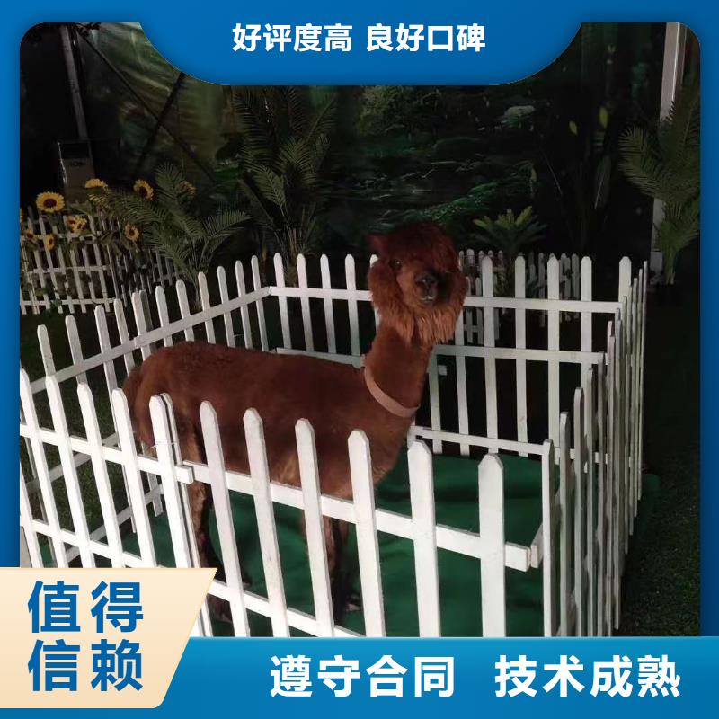 【马戏团/羊驼】-海狮表演出租匠心品质