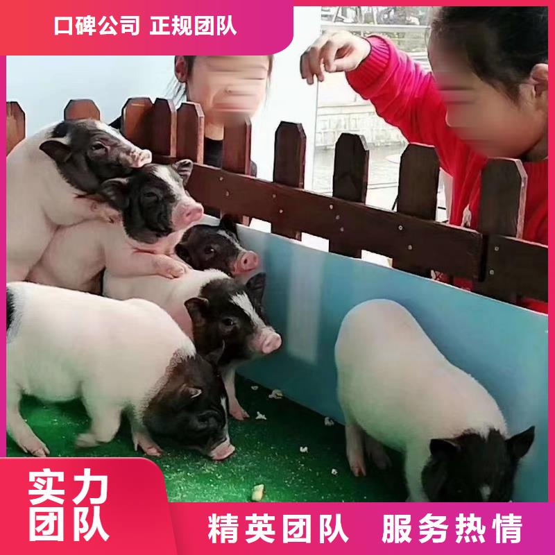 马戏团/羊驼 海狮表演租赁靠谱商家